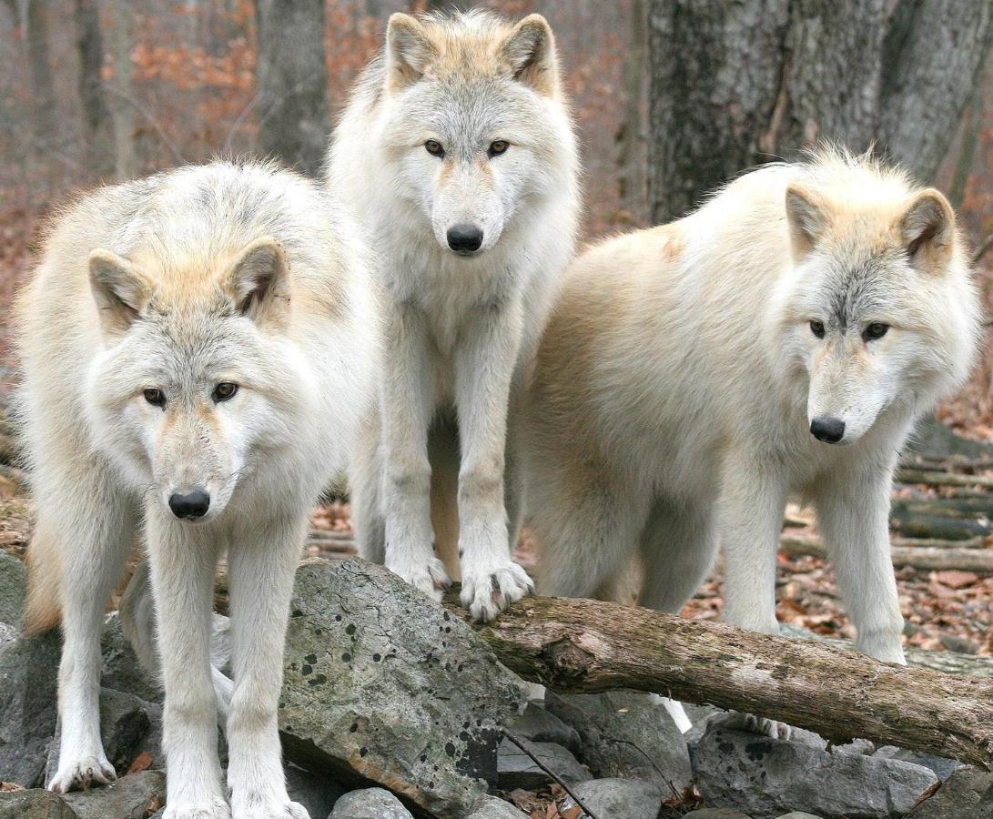 Апартаменты Aux 3 Loups Chatenois  Номер фото